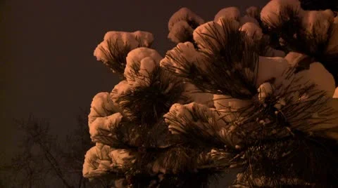 Pine tree covered with snow during the night 2 Stock Footage 10734992