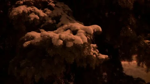 Pine tree covered with snow during the night 1 Video stock 10735013