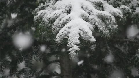 Pine tree covered with snow Stock Footage 170762469