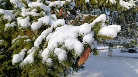 A pine tree covered in snow next to a fence Stock Footage 293854515