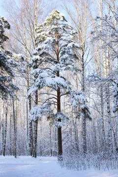Pine tree covered with snow Stock Photos