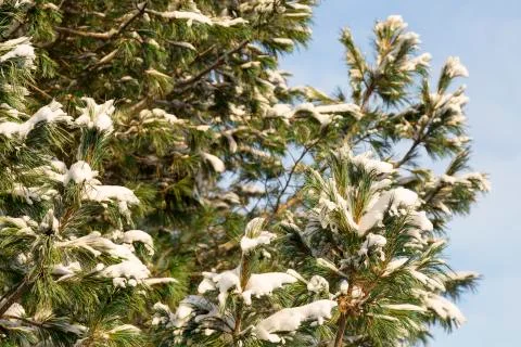 Pine Tree Covered in Snow Stock Photos