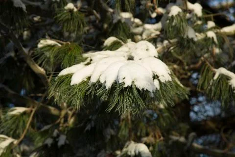 Pine Tree Covered in Snow Stock Photos