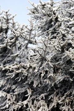 Pine tree covered with snow Stock Photos