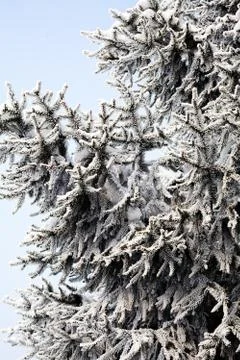 Pine tree covered in snow Stock Photos