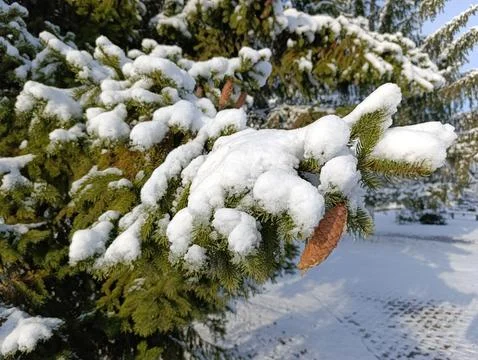 A pine tree covered in snow with a pine cone on it Stock-Fotos