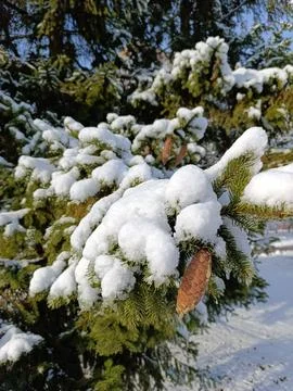 A pine tree covered in snow with a pine cone on it Stock-Fotos