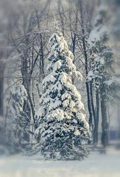 Pine tree covered with snow, public park Stock Photos