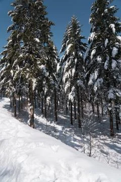 Pine tree covered with snow. Snowy road with tall pine tree and blue sky. Stock Photos
