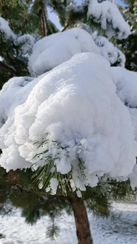 A pine tree covered in snow on a sunny day Stock Footage 293856412
