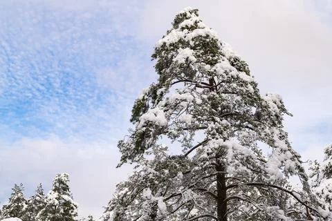 Pine tree is covered with snow. Tree top on a sunny day. Stock Photos