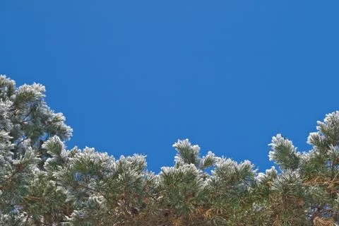 Pine-tree covered with snow, view from below Foto stock