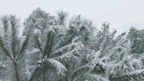 Pine tree covered with snow is waving with the wind, it is snowing Stock Footage 150114674