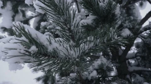 Pine Tree Covered With Snow On A Winter Day In Romania - close up shot Vídeos de archivo 148454285