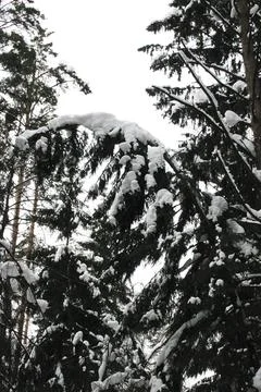 Pine tree covered with snow in winter forest. Winter landscape. Stock Photos