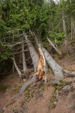 A pine tree crashed oin the ground by the wind inside the forest Stock Photos