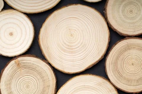 Pine tree cross-sections with annual rings on black background. Lumber piece Stock Photos