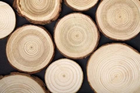 Pine tree cross-sections with annual rings on black background. Lumber piece Stock Photos