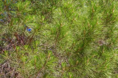 Pine tree crown close up view green texture Stock Photos