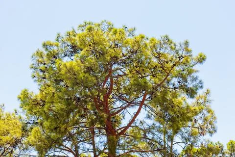 Pine Tree Crown with Cones Against Blue Sky Stock Photos