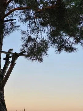 Pine tree crown viewed from below Stock Photos