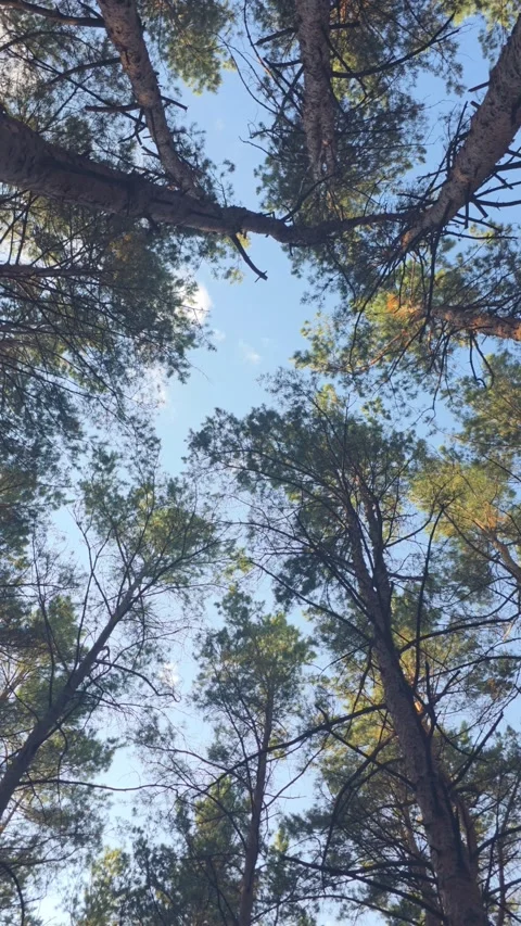 Pine tree crowns blue sky Stock Footage 339079085