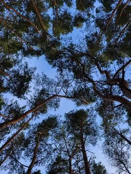 Pine Tree Crowns Reaching Into Clear Blue Sky Stock Photos