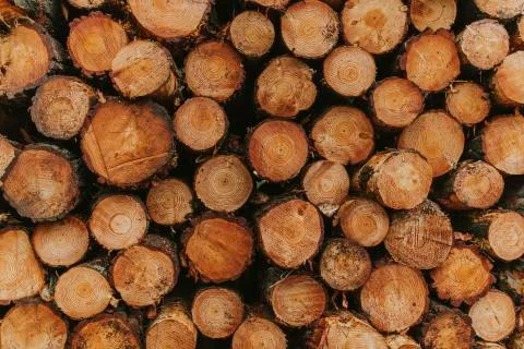 Pine tree cut section texture background Stock Photos