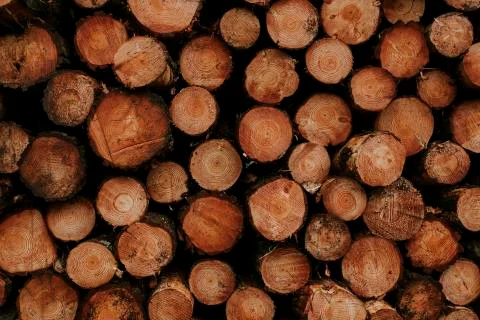 Pine tree cut section texture background Stock Photos