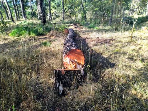 Pine Tree Cutting Process in Jungle Himachal Pradesh India Stock Photos