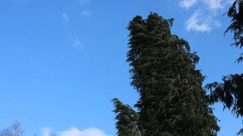 Pine tree dancing in the wind with a blu... | Stock Video | Pond5