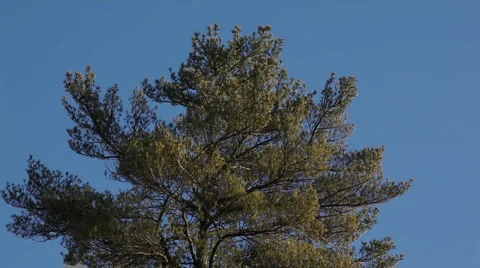 Pine tree dancing in wind Stock Footage 2258183
