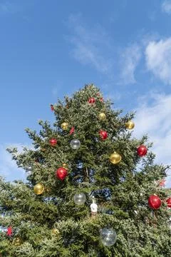 Pine tree decorated for new year with red and yellow balls Stock Photos