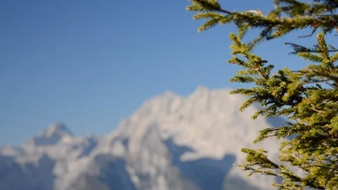 Pine Tree with Defocused Alps in the background Video stock 111293222