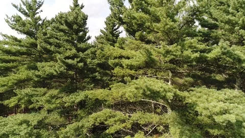 Pine Tree Descent in Summer Forest. Aerial, 4K Stock Footage 94748713