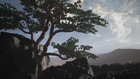 Pine Tree Desert Stock Illustration