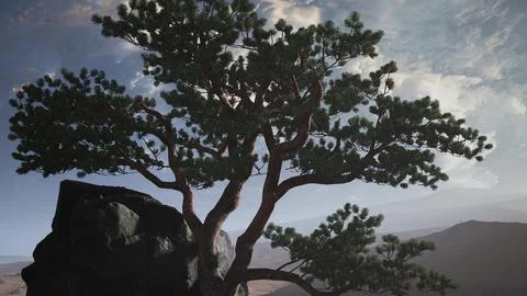 Pine Tree Desert Stock Illustration