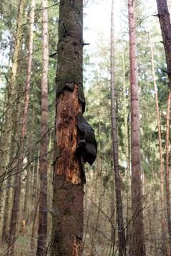 Pine tree with destroyed bark. Pine forest. Stock Photos