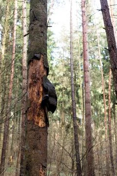 Pine tree with destroyed bark. Pine forest. Stock Photos