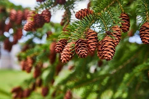 Pine tree detail covered in pinecones Stock Photos