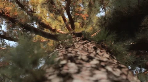 Pine Tree Dolly Back from trunk Video stock 40387368