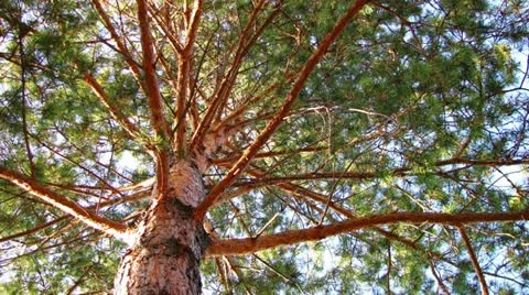 Pine tree dolly shot time lapse low angle view Video stock 11014029