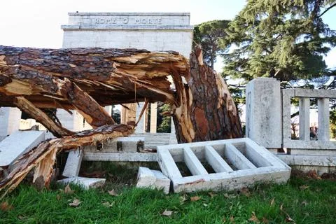 Pine tree down in rome Stock Photos