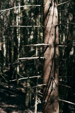 Pine tree with dry bark in the forest Stock Photos
