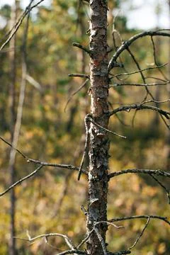 Pine tree with dry bark in the forest Stock Photos