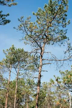 Pine tree with dry bark in the forest Stock Photos