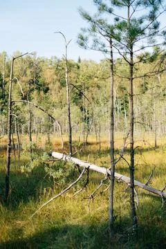 Pine tree with dry bark in the forest Stock Photos