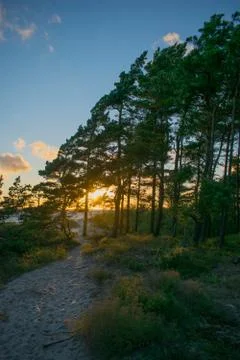 Pine tree on dune and sunset Foto stock