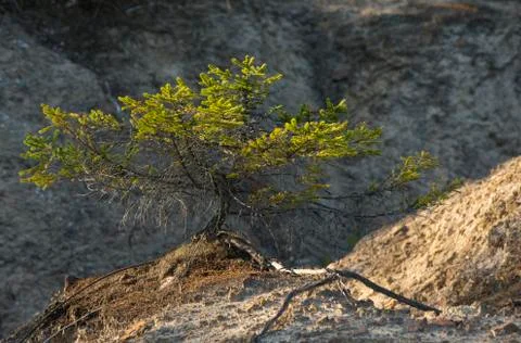 Pine Tree on Dunes of Clay Stock Photos