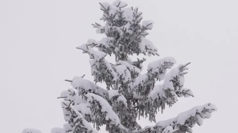 Pine tree during a heavy snowfall isolated on a white background Stock-Footage 331869995